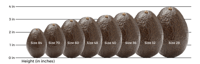Avocado Exporters in Kenya
